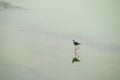 Black winged stilt or pied stilt bird walking on shallow water body or lake in search of food. These small migratory Birds have Royalty Free Stock Photo