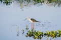 Black winged stilt or pied stilt bird walking on shallow water body or lake in search of food. These small migratory Birds have