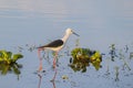 Black winged stilt or pied stilt bird walking on shallow water body or lake in search of food. These small migratory Birds have