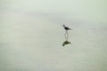 Black winged stilt or pied stilt bird walking on shallow water body or lake in search of food. These small migratory Birds have