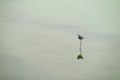 Black winged stilt or pied stilt bird walking on shallow water body or lake in search of food. These small migratory Birds have Royalty Free Stock Photo