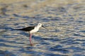 Black-winged stilt in Pottuvil, Sri Lanka Royalty Free Stock Photo