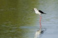 Black-winged stilt in Pottuvil, Sri Lanka Royalty Free Stock Photo