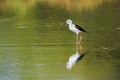 Black-winged stilt in Pottuvil, Sri Lanka Royalty Free Stock Photo