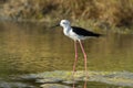 Black-winged stilt in Pottuvil, Sri Lanka Royalty Free Stock Photo