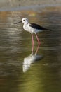 Black-winged stilt in Pottuvil, Sri Lanka, Royalty Free Stock Photo