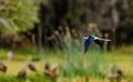 Black winged stilt with red wings flies over pond