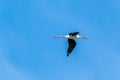 Black winged stilt rwader bird marshes and creeps europe Royalty Free Stock Photo