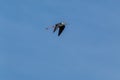 Black winged stilt rwader bird marshes and creeps europe Royalty Free Stock Photo