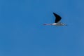 Black winged stilt rwader bird marshes and creeps europe Royalty Free Stock Photo