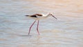 Black-winged stilt scientifically known as Himantopus himantopus catching fish on a pond in Spain. Shorebirds in Spain, 2019. A