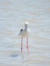 Black-winged stilt scientifically known as Himantopus himantopus catching fish on a pond in Spain. Shorebirds in Spain, 2019. A