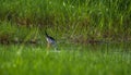 Black winged stilt in search of food