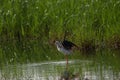 Black winged stilt in search for food