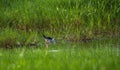 Black winged stilt in search for food