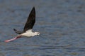 Black-winged stilt is seen in flight above a tranquil body of water. Royalty Free Stock Photo