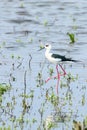 Black-Winged Stilt in Shallow Water Himantopus himantopus Wader Bird Stilt Royalty Free Stock Photo