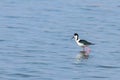 Black-Winged Stilt in Shallow Water Himantopus himantopus Wader Bird Stilt Royalty Free Stock Photo