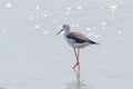 Black-Winged Stilt in Shallow Water Reflection Himantopus himantopus Wader Bird Stilt Royalty Free Stock Photo