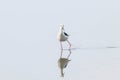 Black-Winged Stilt in Shallow Water Reflection Himantopus himantopus Wader Bird Stilt Royalty Free Stock Photo