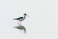 Black-Winged Stilt in Shallow Water Reflection Himantopus himantopus Wader Bird Stilt Royalty Free Stock Photo