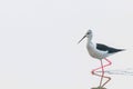 Black-Winged Stilt in Shallow Water Reflection Himantopus himantopus Wader Bird Stilt Royalty Free Stock Photo