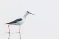 Black-Winged Stilt in Shallow Water Reflection Himantopus himantopus Wader Bird Stilt Royalty Free Stock Photo