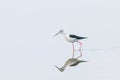 Black-Winged Stilt in Shallow Water Reflection Himantopus himantopus Wader Bird Stilt Royalty Free Stock Photo