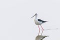 Black-Winged Stilt in Shallow Water Reflection Himantopus himantopus Wader Bird Stilt Royalty Free Stock Photo