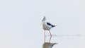 Black-Winged Stilt in Shallow Water Reflection Himantopus himantopus Wader Bird Stilt Royalty Free Stock Photo