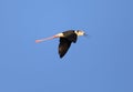 Black-winged Stilt sky background Royalty Free Stock Photo