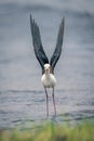 Black-winged stilt stands in shallows lifting wings Royalty Free Stock Photo