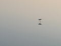 Black-winged stilt in Tavira`s salt marshes