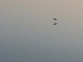 Black-winged stilt in Tavira`s salt marshes