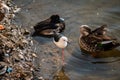 Black Winged Stilt, Tufted Fuck and Indian Spot Billed Duck