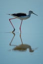 Black-winged stilt wades in pool with reflection