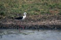 Black-winged stilt wades through river lifting foot Royalty Free Stock Photo