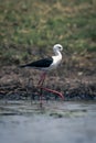 Black-winged stilt wades through river raising foot Royalty Free Stock Photo