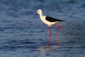 Black-winged Stilt wading. Royalty Free Stock Photo