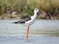 Black winged stilt Royalty Free Stock Photo