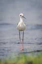 Black-winged stilt walks toward camera in shallows Royalty Free Stock Photo