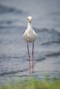 Black-winged stilt walks towards camera in river Royalty Free Stock Photo