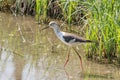 The black winged stilt walks in the water of an Italian lake Royalty Free Stock Photo