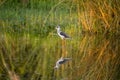 Black-winged stilt water bird photo from Kashipur Uttarakhand