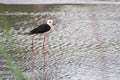 Black Winged Stilt in Water Himantopus himantopus Wader Bird Stilt Royalty Free Stock Photo