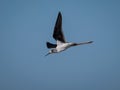 Black-winged stilt (Himantopus himantopus) captured during flight against a clear blue sky Royalty Free Stock Photo