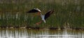 black-winged stilts in combat, black-winged stilts fight in flight, Himantopus himantopus Royalty Free Stock Photo