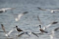 Black-winged Stilts and flying little terns