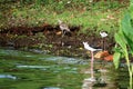 Black winged stilts foraging near water Royalty Free Stock Photo
