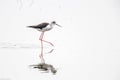 Black Winged Stilts Himantopus himantopus